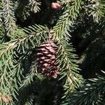 Picea sitchensis fruit picture by Dieter Albrecht (cc-by-sa)