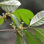 Sorocea trophoides flower picture by Nelson Zamora Villalobos (cc-by-nc)