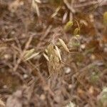 Bromus squarrosus fruit picture by Alexander Baransky (cc-by-sa)