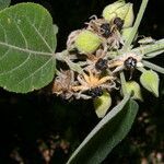 Malvaviscus concinnus fruit picture by Nelson Zamora Villalobos (cc-by-nc)