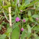 Cyanthillium cinereum flower picture by mansur zuri (cc-by-sa)