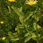 Doronicum carpetanum habit picture by Carlos Villasante (cc-by-sa)