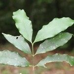 Brosimum rubescens leaf picture by R. Tournebize (cc-by-sa)