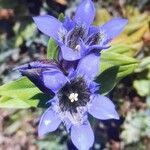 Gentiana septemfida flower picture by Gokay BIYIK (cc-by-sa)