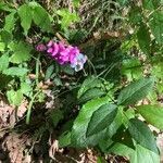 Lathyrus venetus habit picture by Patrice Nodet (cc-by-sa)