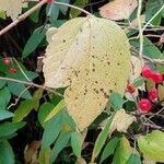 Viburnum acerifolium leaf picture by Lily Jones (cc-by-sa)