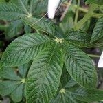 Cleome gynandra leaf picture by Andrew Helbig (cc-by-sa)