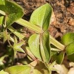 Lysimachia foemina leaf picture by Monteiro Henrique (cc-by-sa)