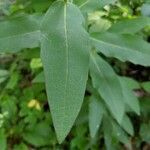 Silphium asteriscus leaf picture by Bruce Winter (cc-by-sa)