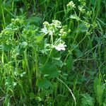 Alchemilla subcrenata habit picture by francois tissot (cc-by-sa)