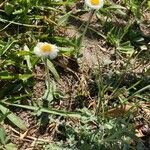 Erigeron pubescens flower picture by erick cuevas (cc-by-sa)