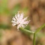 Cyanthillium cinereum flower picture by Rajendra Rajendra Choure (cc-by-sa)