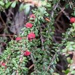 Cotoneaster microphyllus fruit picture by manuseitz (cc-by-sa)