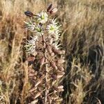 Drimia altissima flower picture by susan brown (cc-by-sa)