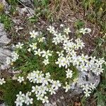 Saxifraga trifurcata habit picture by Ketxus Lopez (cc-by-sa)