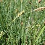 Carex panicea habit picture by Yoan MARTIN (cc-by-sa)