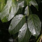 Fridericia chica leaf picture by Nelson Zamora Villalobos (cc-by-nc)