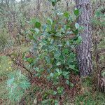 Alnus acuminata habit picture by Fabien Anthelme (cc-by-sa)