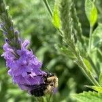 Verbena stricta flower picture by ben vc (cc-by-sa)