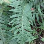 Polypodium vulgare leaf picture by Sébastien Ansel (cc-by-sa)