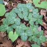 Trillium sessile leaf picture by clare mattingly (cc-by-sa)