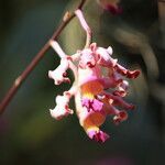 Myrmecophila tibicinis flower picture by Hervé Goëau (cc-by-sa)