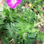 Geranium sanguineum leaf picture by Maria filyra (cc-by-sa)