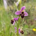 Ophrys scolopax flower picture by Rémi Andral (cc-by-sa)