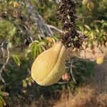 Aesculus californica fruit picture by Alex Hayes (cc-by-sa)