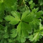 Ranunculus repens leaf picture by Kabilan Nadarajah (cc-by-sa)