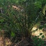 Dryopteris filix-mas leaf picture by Jon Ander Laga (cc-by-sa)