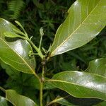 Ocotea floribunda leaf picture by Nelson Zamora Villalobos (cc-by-nc)