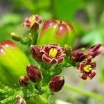 Jatropha excisa flower picture by Trap Hers (cc-by-sa)