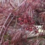 Acer palmatum flower picture by Matthias Foellmer (cc-by-sa)