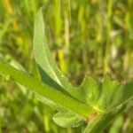 Centaurea napifolia leaf picture by bas yves (cc-by-sa)