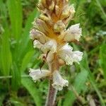 Orobanche picridis habit picture by Rémy Fruchard (cc-by-sa)