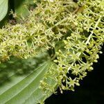 Dioscorea standleyi habit picture by Nelson Zamora Villalobos (cc-by-nc)