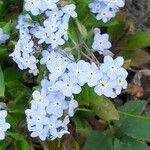 Myosotis sylvatica flower picture by Filip Arndt (cc-by-sa)