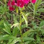 Dianthus barbatus habit picture by Jean-René Girardeau (cc-by-sa)