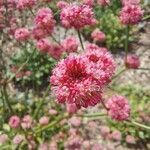 Eriogonum grande flower picture by Amy A. (cc-by-sa)