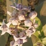 Calotropis gigantea fruit picture by Prasanta Hembram (cc-by-sa)