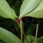 Ixora nicaraguensis leaf picture by Nelson Zamora Villalobos (cc-by-nc)