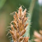 Bromus squarrosus habit picture by Sans Attaches (cc-by-sa)