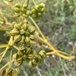 Smyrnium olusatrum fruit picture by serge Hamel (cc-by-sa)