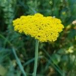 Achillea filipendulina flower picture by Bérold Costa (cc-by-sa)