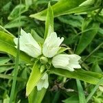 Gentiana alba flower picture by Gina Mascarella (cc-by-sa)