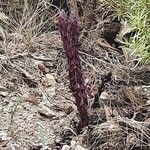 Orobanche sanguinea leaf picture by M. ivi (cc-by-sa)