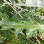 Cirsium scabrum leaf picture by Martin Bishop (cc-by-sa)