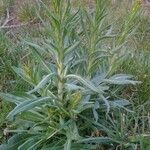 Isatis tinctoria habit picture by Simon der Schmied (cc-by-sa)