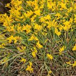 Genista sardoa habit picture by Martin Bishop (cc-by-sa)